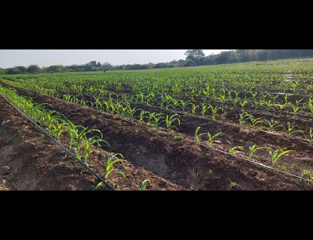 FARM FOR SALE IN MANGONDI